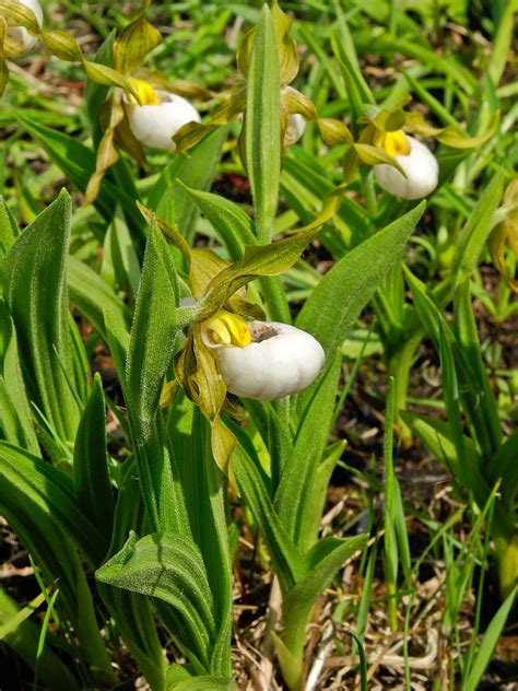 Cypripedium Candidum Small White Lady S Slipper Orchid Flickr