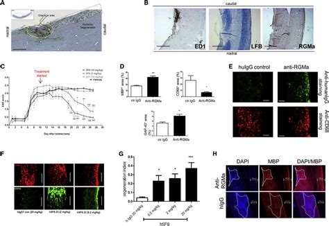 The Anti Rgma Mab Promotes Regeneration Remyelination And Functional