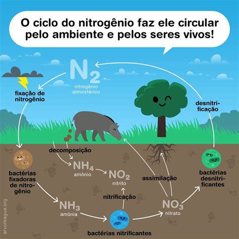 Ciclo Do Nitrog Nio Arvoreagua