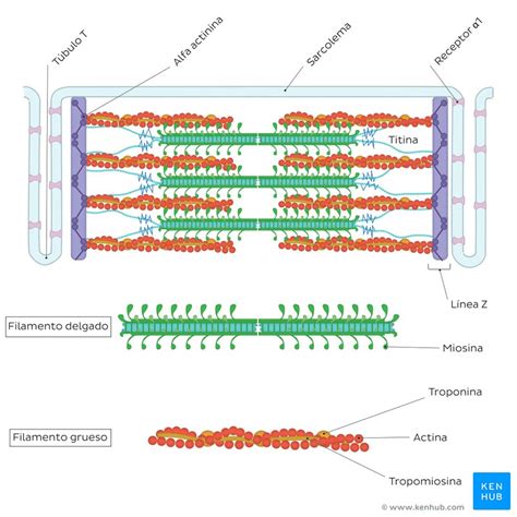 Músculo Cardíaco Miocardio Histología Contracción Kenhub