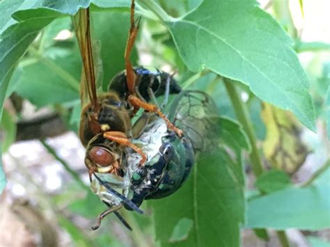 Cicada Killers Dyck Arboretum