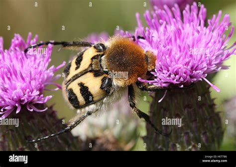 Eurasian Bee Beetle Hi Res Stock Photography And Images Alamy