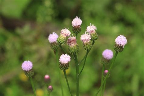 Free Images Nature Blossom Meadow Prairie Flower Petal Green