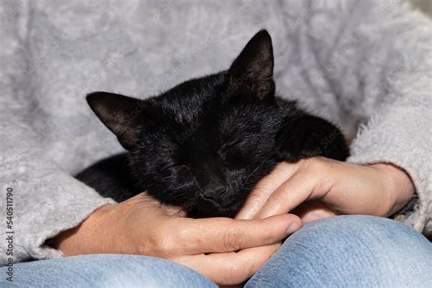 Black cat sleeping in the hands of its owner Stock Photo | Adobe Stock