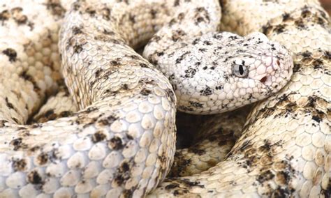 Discover The 12 Types Of Rattlesnakes In California Imp World