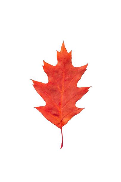 1200 Red Oak Leaves Stock Photos Pictures And Royalty Free Images Istock