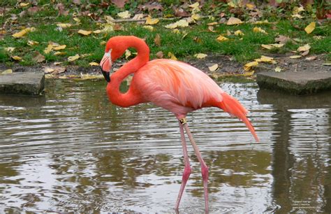 Québec En Photo Flamant Rose Zoo Québec