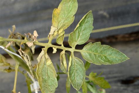 Mites On The Rise Purdue University Vegetable Crops Hotline