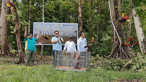 PT Freeport & Rimbawan Timika Lepasliarkan Satwa di Hutan Kuala Kencana - Papua60Detik