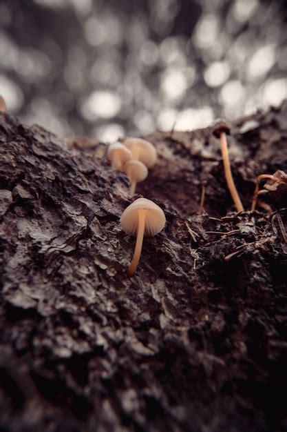 Cogumelos Venenosos Em Musgo Verde Em Um Fundo Natural Escuro Tradi Es