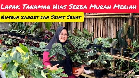 LAPAK TANAMAN HIAS SERBA MURAH MERIAH RIMBUN DAN SEHAT SEHAT BANGET