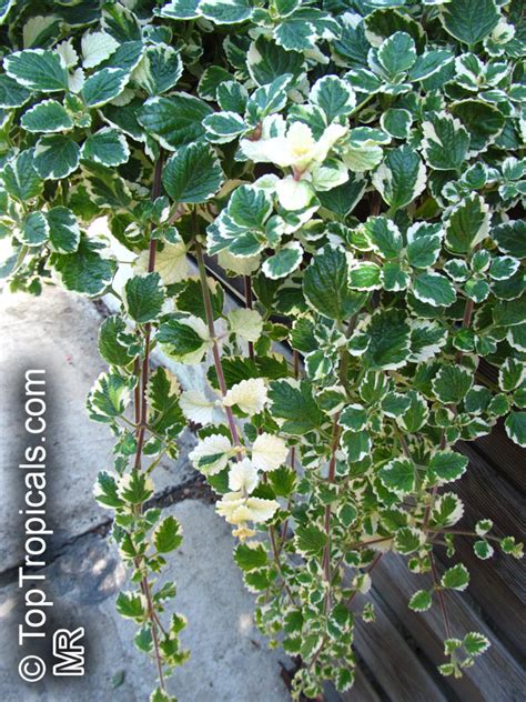 Plectranthus coleoides, White-Edged Swedish Ivy - TopTropicals.com