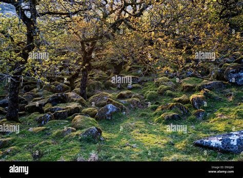 Wistmans Wood Dartmoor Devon England Stock Photo Alamy