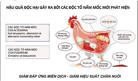 Myco Marker Ph Ng Ph P T T Nh T Nh Gi C T N M M C Tr N V T