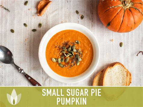 Small Sugar Pie Pumpkin Heirloom Seeds - Etsy