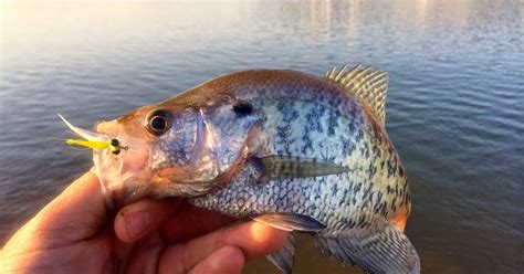 The Rogue Outdoors How To Tie The Crappie Candy Fly