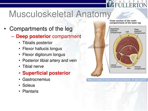 Ppt Ankle And Leg Injuries Powerpoint Presentation Free Download