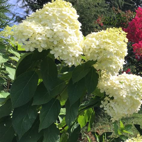 Buy Hydrangea Limelight Tree Online Flowering Tree Bay Gardens