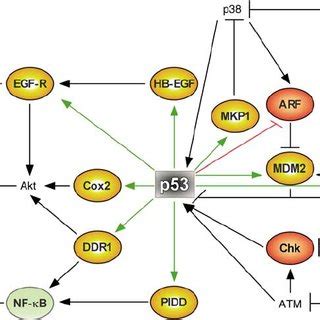 Anti Apoptotic P Targets That Act As Transcription Factors P