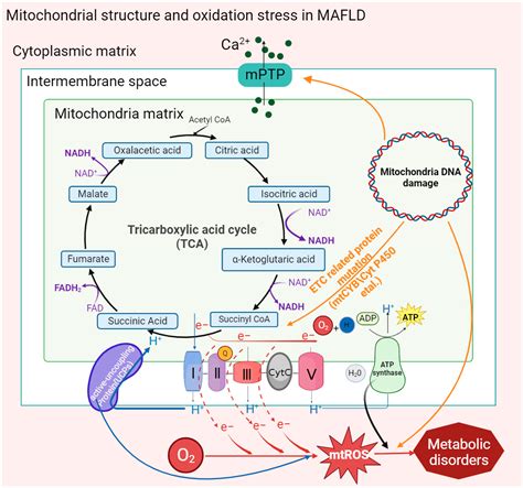 Ijms Free Full Text Mitochondrial Dysfunction In Metabolic