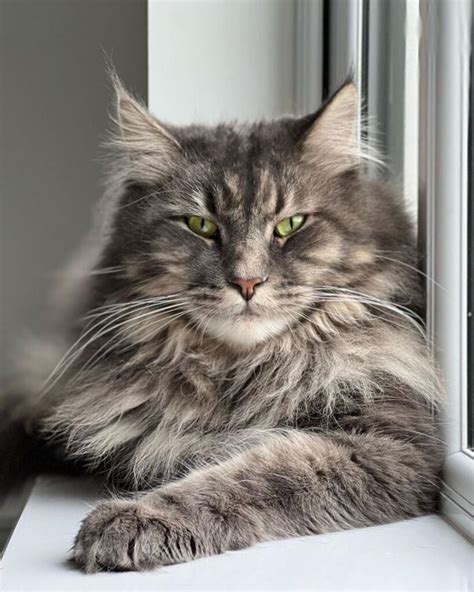 21 Blue Tabby Maine Coon Cats You’ll Want To Adopt