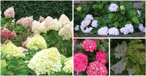 Small Hydrangea Varieties For Limited Gardens