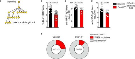 Cxcl12 Proficient Cxcl13 Cre⁺ Cells Govern High Affinity Humoral Download Scientific Diagram