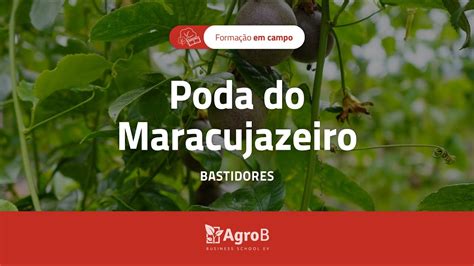 Curso Prático de Poda do Maracujazeiro 2021 22 YouTube