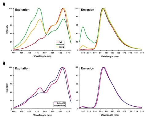 Normalized Excitation And Emission Spectra Of Representative Dsred Download Scientific Diagram