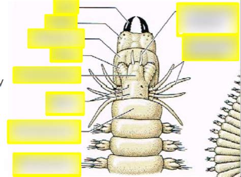 Clamworm/sandworm anatomy Diagram | Quizlet