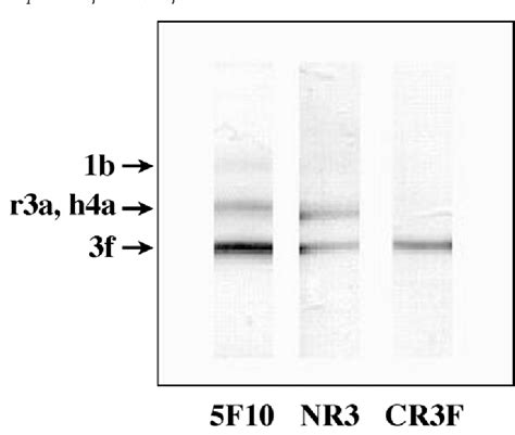 Figure 2 From Plasma Membrane Ca2 Pump Isoform 3f Is Weakly Stimulated