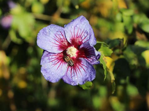 Garteneibisch Blue Bird Oiseau Bleu Hibiscus Syriacus Blue Bird Oiseau Bleu