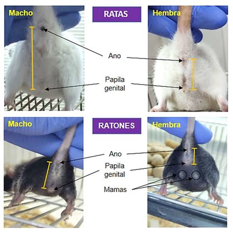 Sexado De Ratas Y Ratones Como Puede Observarse En Ambas Especies La