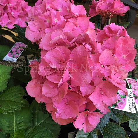 Hydrangea Macrophylla Oregon Pride Spring Park Nursery