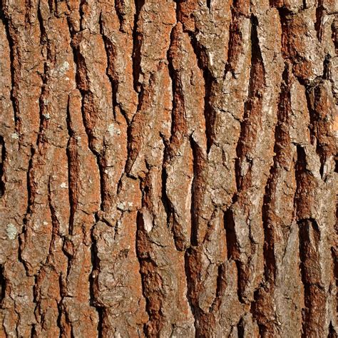 Tree Bark Papers 20 Hi Res Images Of Bark For Backgrounds Picture