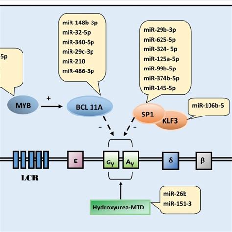 MicroRNA Pathways Involved In Fetal Haemoglobin Induction Effect Of