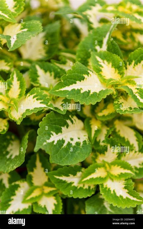 Close Up Of A Variegated Yellow And Green Coleus Plant Painted Nettle