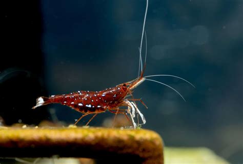 Sulawesi Shrimp (Caridina dennerli): Ultimate Care Guide - Fish Laboratory