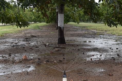 Micro-Irrigation versus Flood Irrigation - Pecan South MagazinePecan ...