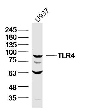 TLR4 antibody价格 品牌 康朗生物 丁香通官网