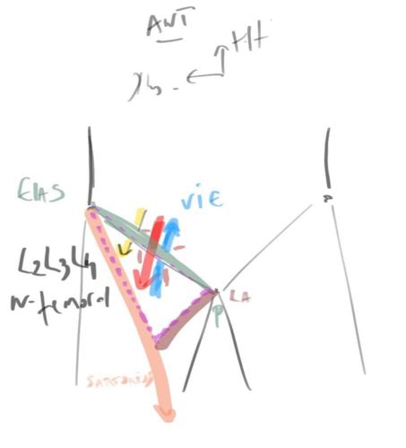 Anatomie Du Membre Inf Rieur Cartes Quizlet