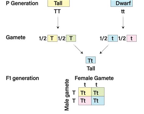 Monohybrid Cross Inheritance Of One Gene Lesson Science Cbse