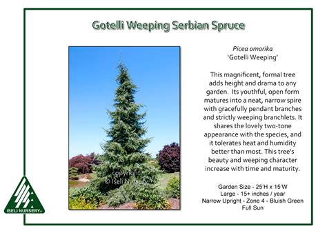 Picea Omorika Gotelli Weeping Iseli Nursery