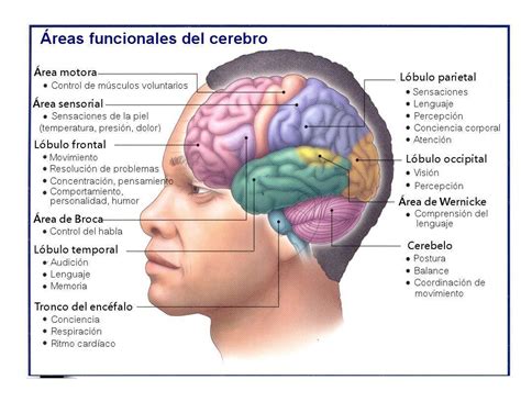 Cuales Son Las Area Del Cerebro Y Las Funciones Brainly Lat