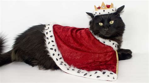 25 Cat Costumes For Halloween Budget Earth