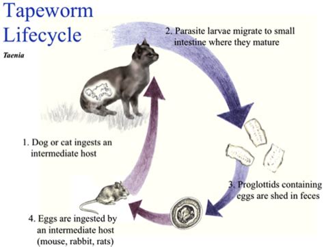 Tapeworm Segments In Cats