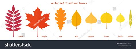 12,587 Leaf margin Images, Stock Photos & Vectors | Shutterstock