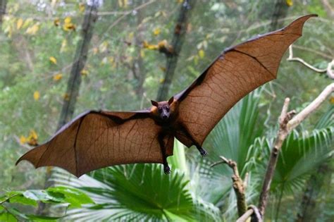 Large Flying Fox Facts, Habitat, Diet, Pictures