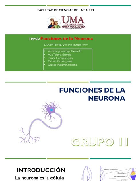 Funcion De La Neurona Pdf