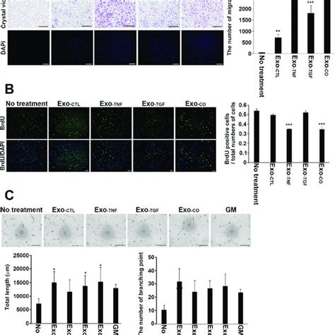 The Effects Of Exosomes Released From RPE Cells On The Angiogenic